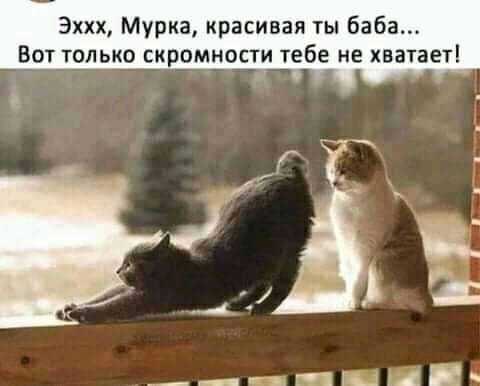 Эххх Мурка красивая ты баба Вот только скромности тебе не хватает