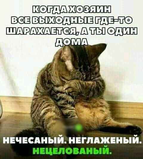 ж шщюдъщд п Щош нвчвсдный ивглджвиый