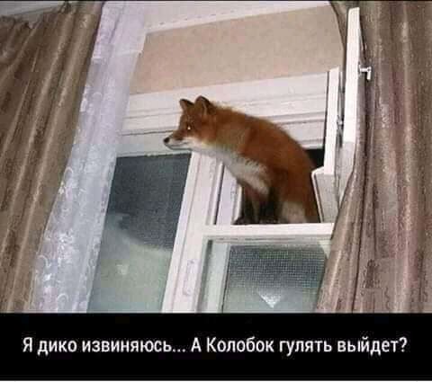Я дико извиняюсь А Колобок гулять выйдет