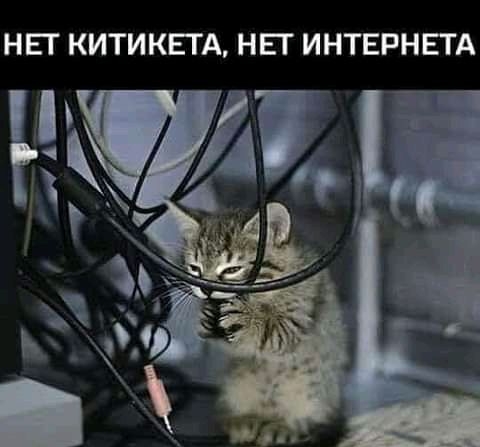 НЕГ КИТИКЕГА НЕТ ИНТЕРНЕТА