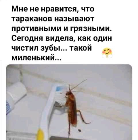 Мне не нравится что тараканов называют противными и грязными Сегодня видела как один чистил зубы такой _ мипенькии Ра