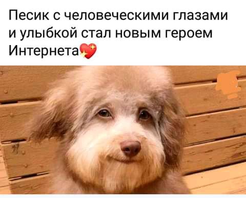 Песик с человеческими глазами и улыбкой стал новым героем Интернета