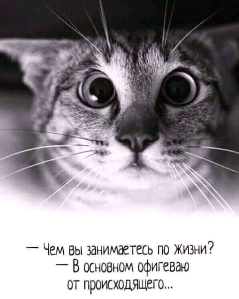 _ Чем вы занимаетесь по Жизни В основном офигевдю от происходящего