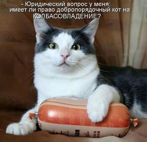 Юридический вопрос у меня имеет ли право добропорядочныи кот на БАСОВПАДЕН ИЕ