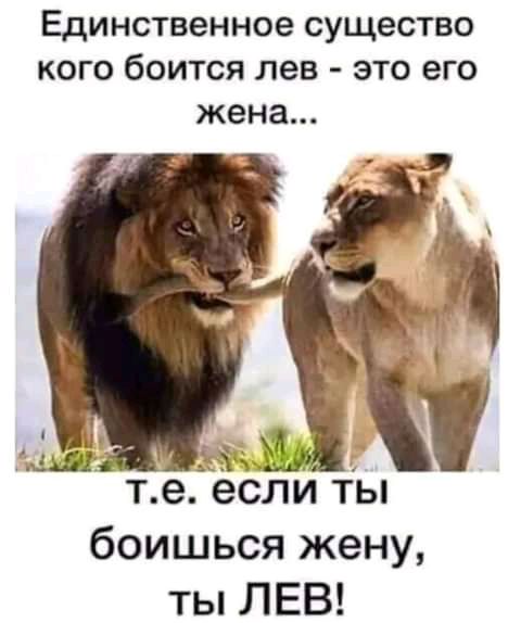 Единственное СУЩЭСТВО КОГО бОИТСЯ лев ЭТО его жена т е если ты боишься жену ты ЛЕВ
