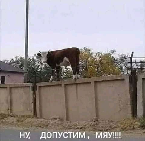 НМ ДОПУСТИМ МЯУ
