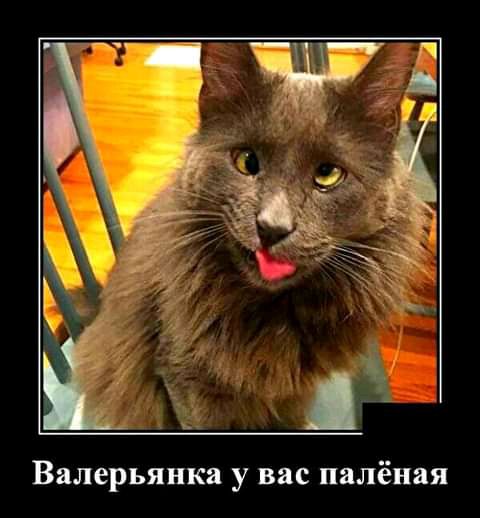 Вялерьянка у вас палёная