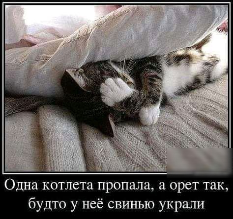 Одна котлета пропала и орет так будто у неё свинью украли