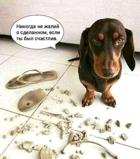 Никогда не жалей о сделанном если ты Был счастлив