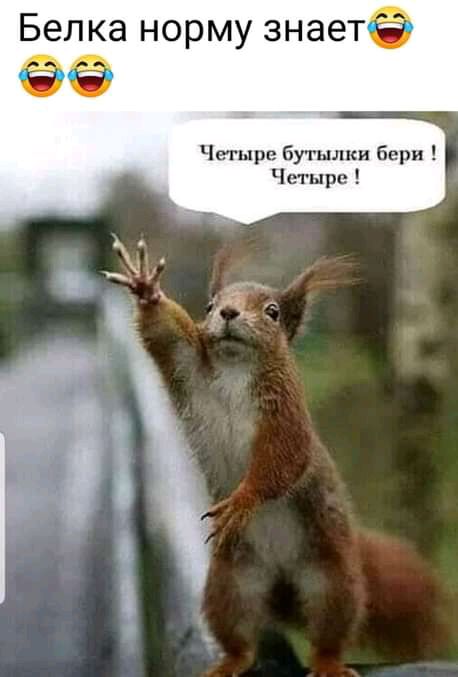 Белка норму знаетё ёё Четыре бутылки бери