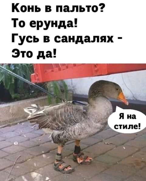 Конь в пальто То ерунда Гусь в сандалях Это да