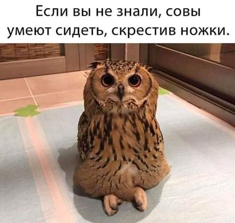ЕСЛИ ВЫ не знали СОВЫ УМЕЮТ СИДЕТЬ СКРЕСТИВ НОЖКИ