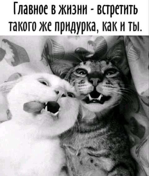 Главное вжнзни впретнть такого же придурка как и ты _