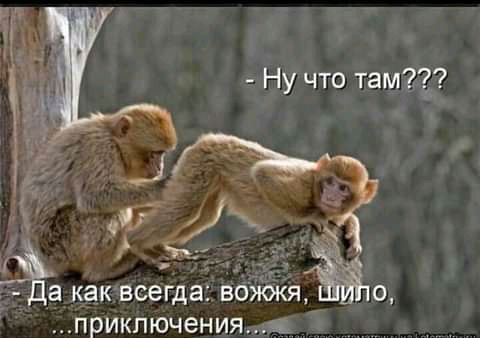 Ну что там как всегда вожжя ПРИКПЮЧЕНИЯ