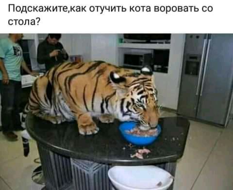 Подскажитекак отучить кота воровать со стола