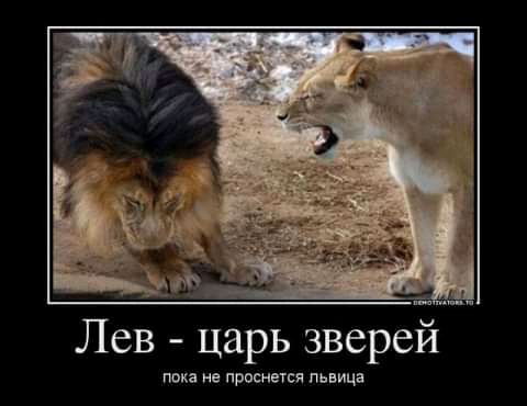 Лев царь зверей пока не проснется львица