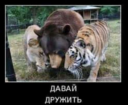 ДРУЖИТЬ
