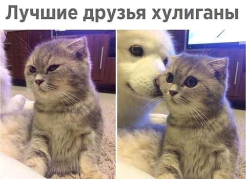 Лучшие друзья хулиганы