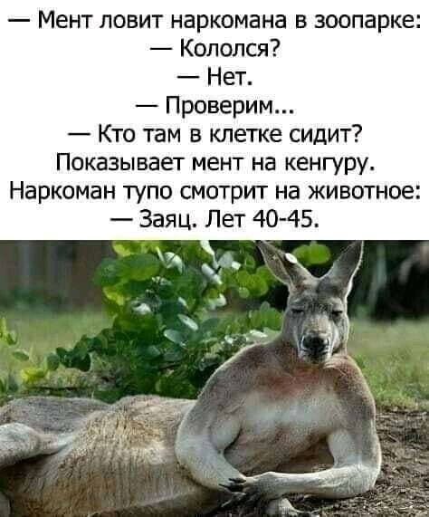 Мент ловит наркомана в зоопарке Колопся Нет Проверим Кто там в клетке сидит Показывает мент на кенгуру Наркоман тупо смотрит на животное Заяц Лет 4045