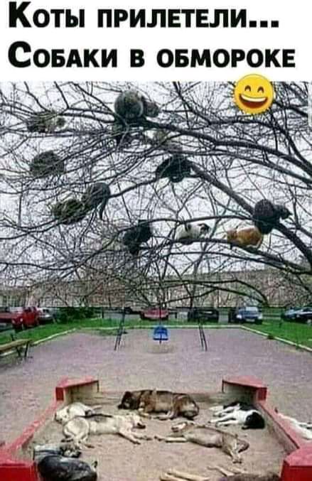 КОТЫ ПРИЛЕТЕЛИп