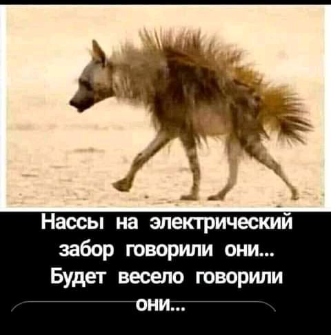 Наосы на электрический забор говорили они Будет весело говорили ОНИ