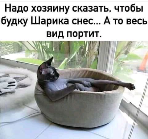 Надо хозяину сказать чтобы будку Шарика снес А то весь вид