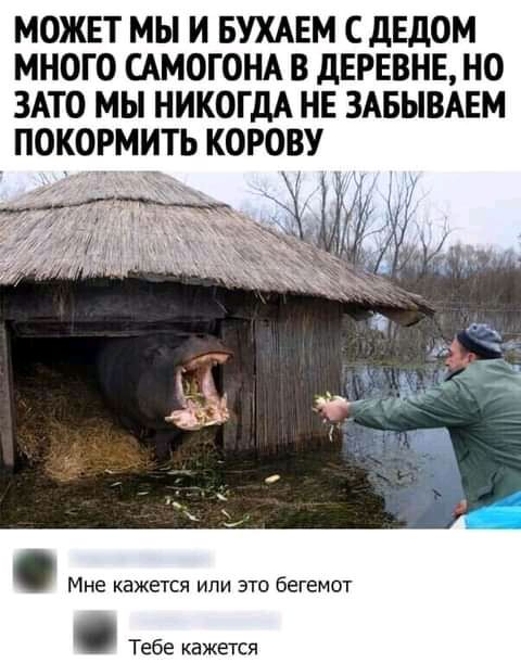 МОЖЕТ МЫ И БУХАЕМ С дЕдОМ МНОГО САМОГОНА В дЕРЕВНЕ НО ЗАТО МЫ НИКОГДА НЕ ЗАБЫВАЕМ ПОКОРМИТЬ КОРОВУ Мне кажется или это бегемот Тебе кажется