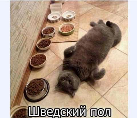 Шведеюий