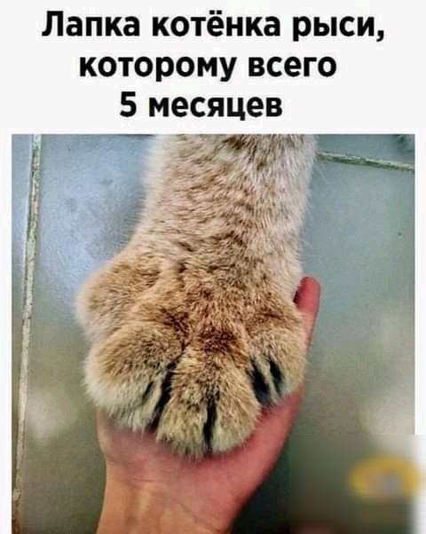 Лапка котёнка рыси которому всего 5 месяцев