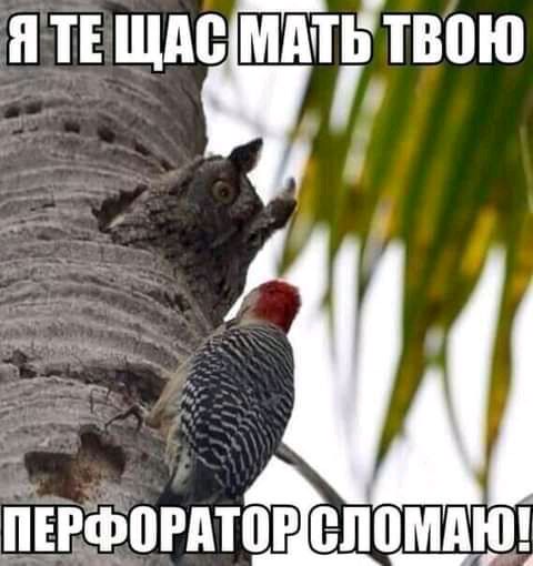 н ТЕ щие мдтгтвпю 1 ПЕРФПРАТПР ШШШ __МД