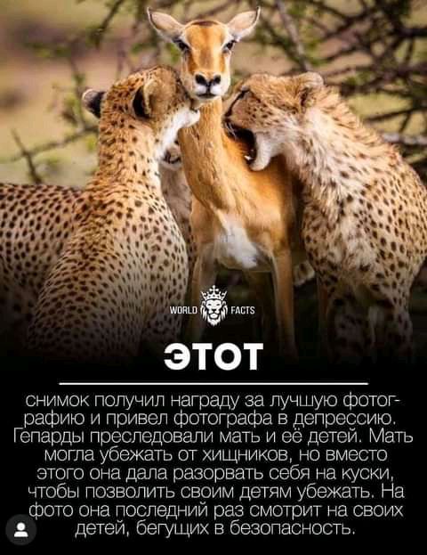 снимок получил награду за лучшую фотогй рафию и привел фотографа в депрессию Гепарды преследовали мать и ее детей Мать МОГЛИ убежать ОТ ХИЩНИКОВ НО ВМЕСТО этого она дала разорвать себя на куски чтобы позволить своим детям убежать На фото она последний раз смотрит на своих детеи бегущих в безопасность