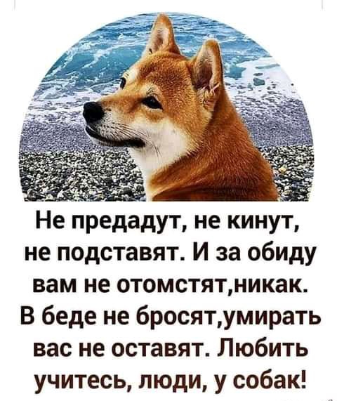 Не предадут не кинут не подставят И за обиду вам не отомстятникак В беде не бросятумирать вас не оставят Любить учитесь люди у собак