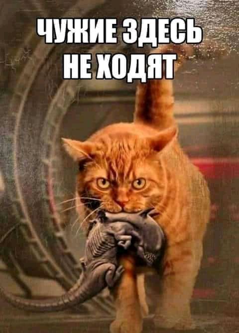 ЧУШИЕ ЗДЕВ Е ШШШ