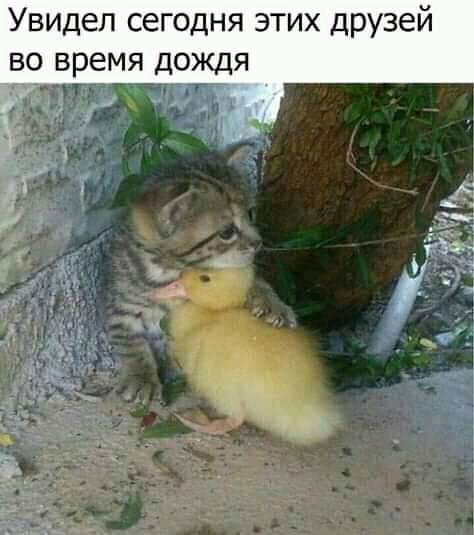 Увидел сегодня этих друзей во время дождя д и __т_