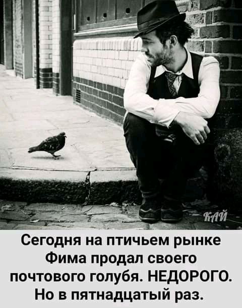 Сегодня на птичьем рынке Фима продал своего почтового голубя НЕДОРОГО Но в пятнадцатый раз