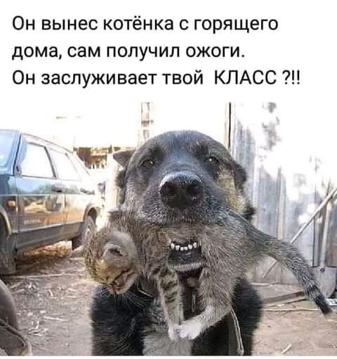 Он вынес котёнка с горящего дома сам получил ожоги Он заслуживает твой КЛАСС