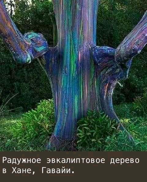 РадуЖное эвкалиптаВбе дерево в Хане Гавайи