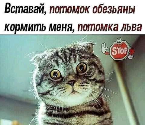 Вставай потомок обезьяны коримь мея потомка льва