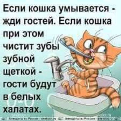 Если кошка умывается жди гостей Если кошка при этом чистит зубьі зубной _