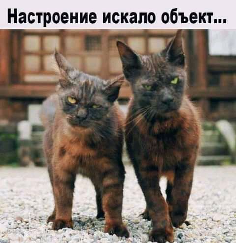 Настроение искало объект в М зж _ гц Ё Ч 4