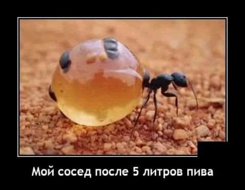 Мой сосед после 5 литров пива