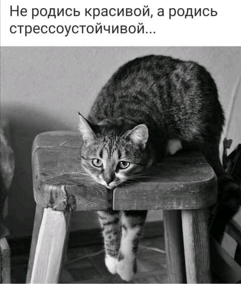Не родись красивой а родись стрессоустойчивой