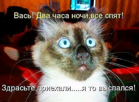 Васьгд Здрасьт приехали ято щёки ря