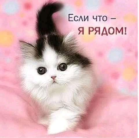 ЕСАИ что Я РЯДОМ