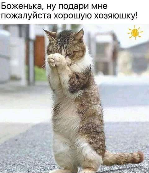 Боженька ну подари мне пожалуйста хорошую хозяюшку