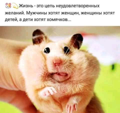 Жизнь _ это цепь неудовлетворенных желаний Мужчины хотят женщин женщины хотят детей а дети хотят хомячков