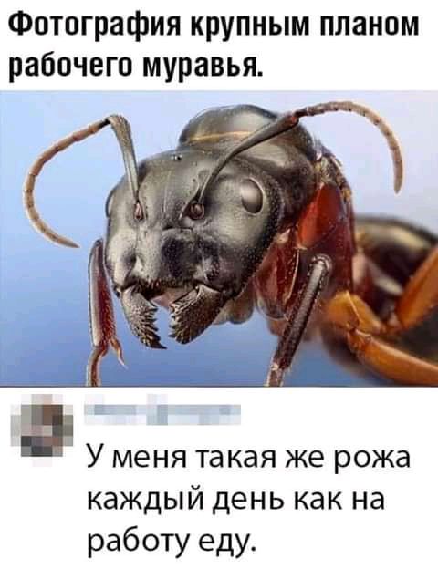 Фотография крупным планом рабочего муравья У меня такая же рожа каждый день как на работу еду
