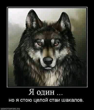 но я стаю цеппй сТаи шакалов