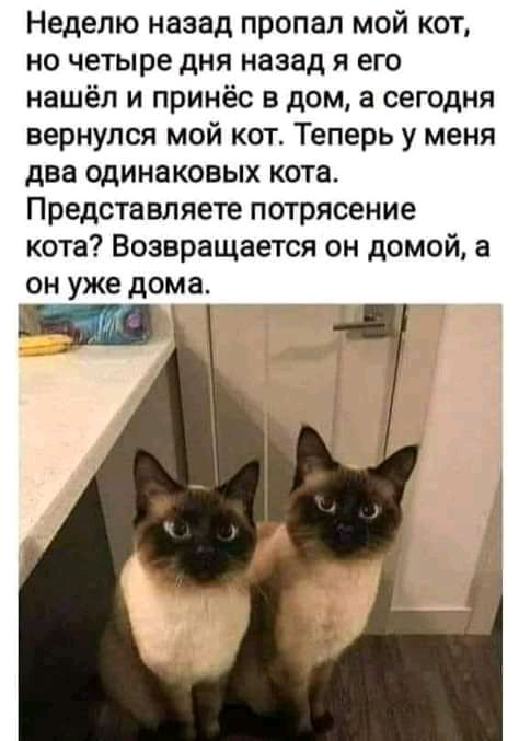 Неделю назад пропал мой кот но четыре дня назад я его нашёл и принёс в дом а сегодня вернулся мой кот Теперь у меня два одинаковых кота Представляете потрясение кота Возвращается он домой а он уже дома