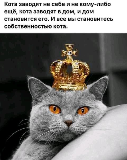 Кота заводят не себе и не кому либо ещё кота заводят в дом и дом становится его И все вы становитесь собственностью кота